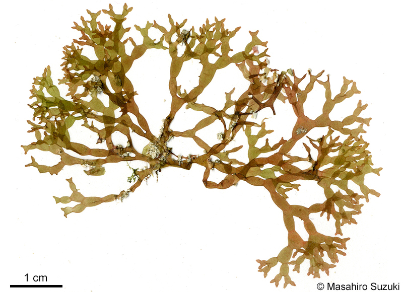 カタミノフクロツナギ Chamaebotrys lomentariae