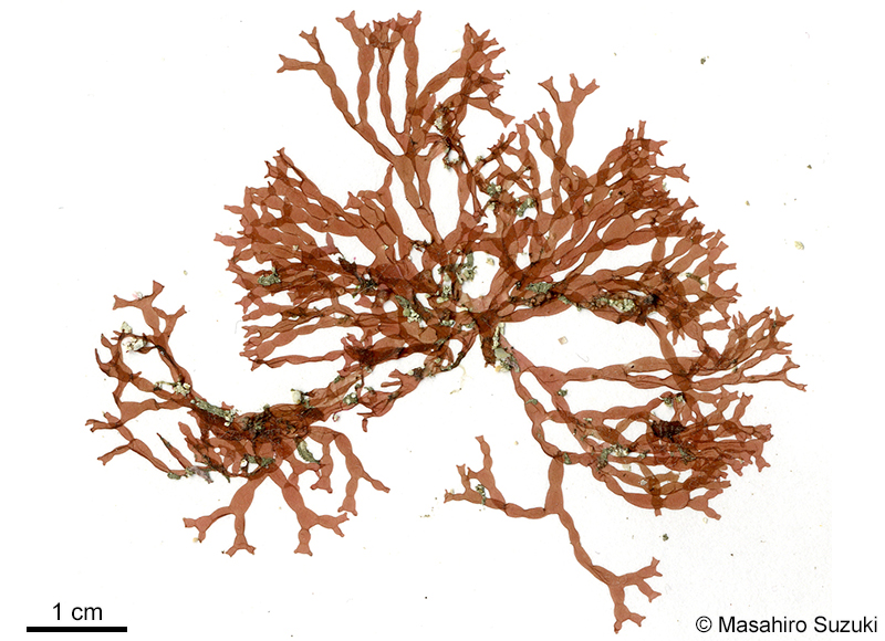 カタミノフクロツナギ Chamaebotrys lomentariae