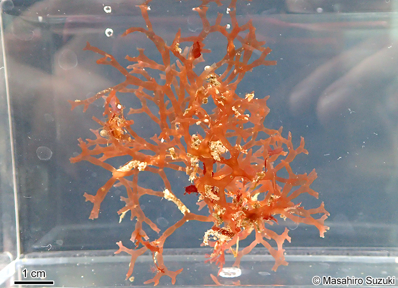 カタミノフクロツナギ Chamaebotrys lomentariae