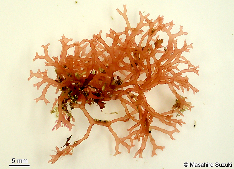 カタミノフクロツナギ Chamaebotrys lomentariae