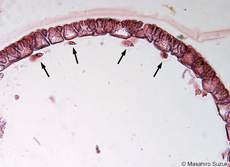 ヒラワツナギソウ Champia bifida