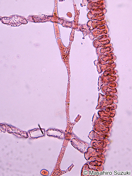 ヒラワツナギソウ Champia bifida