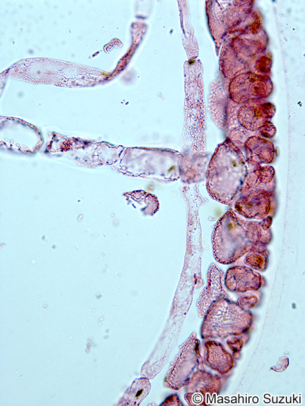 ヒラワツナギソウ Champia bifida