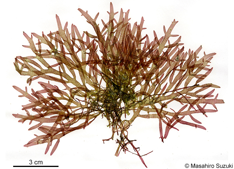 ヒラワツナギソウ Champia bifida