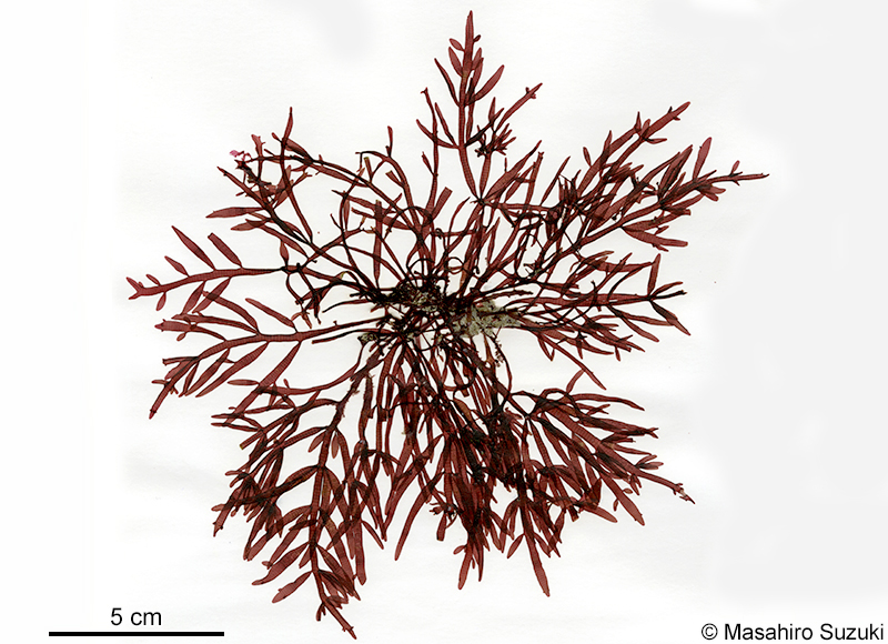 ヘラワツナギソウ Champia japonica