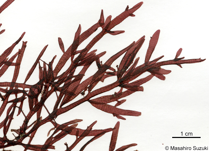 ヘラワツナギソウ Champia japonica