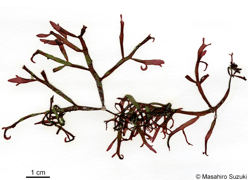 鉤状の枝を持つ個体