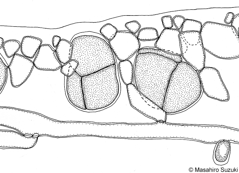 四分胞子嚢のスケッチ