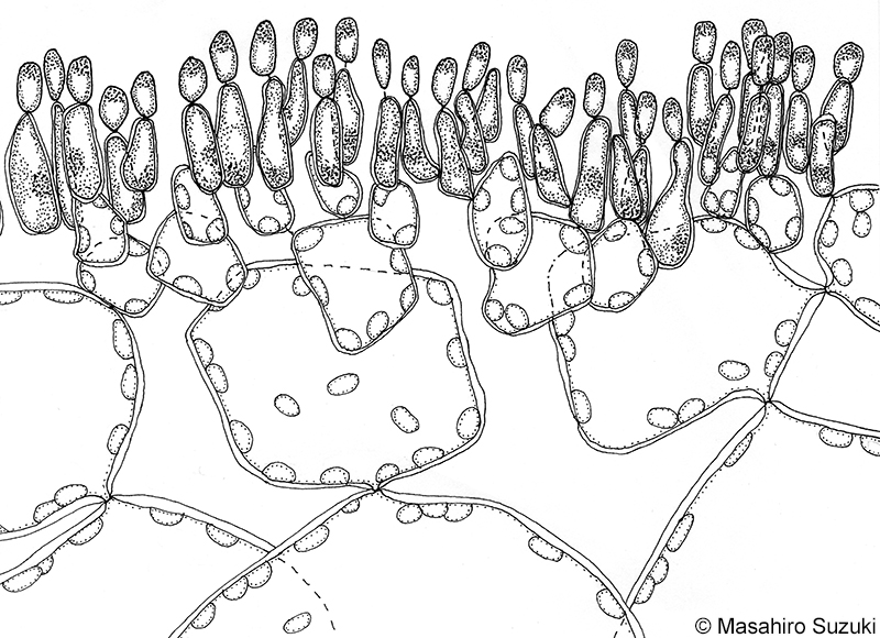 精子嚢のスケッチ