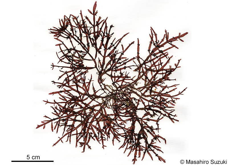 ヘラワツナギソウ Champia japonica