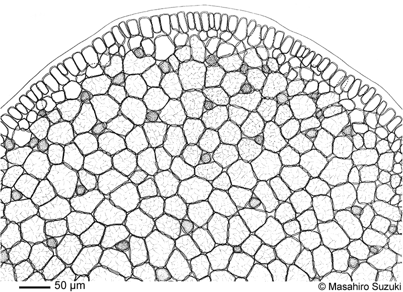 隔壁部分の横断面のスケッチ