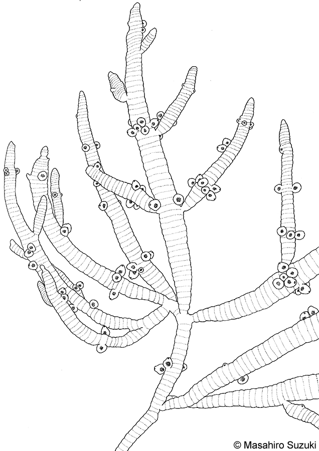 嚢果を付けた体のスケッチ
