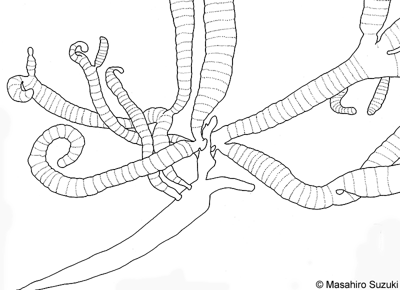 鉤状の枝のスケッチ