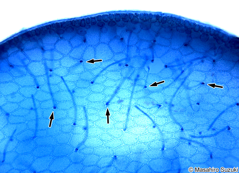 隔壁部分の横断面