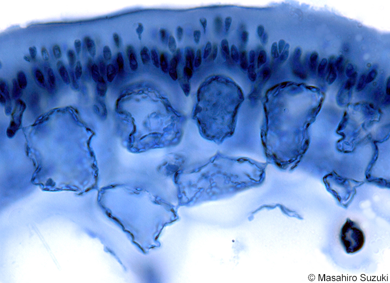 精子嚢を付けた枝の横断面