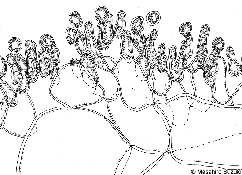 精子嚢と精子母細胞のスケッチ