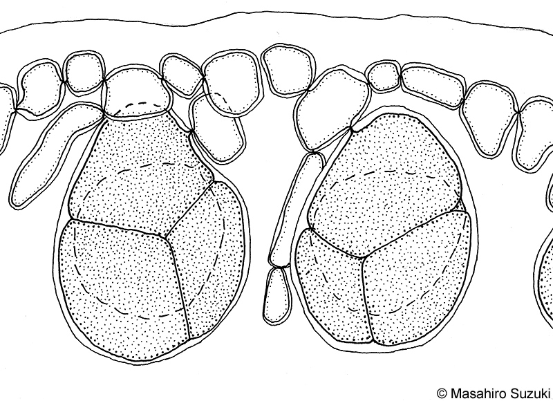 四分胞子嚢のスケッチ