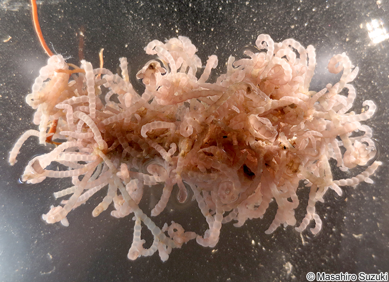 ワツナギソウ Champia recta