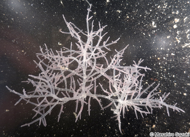 ワツナギソウ Champia recta