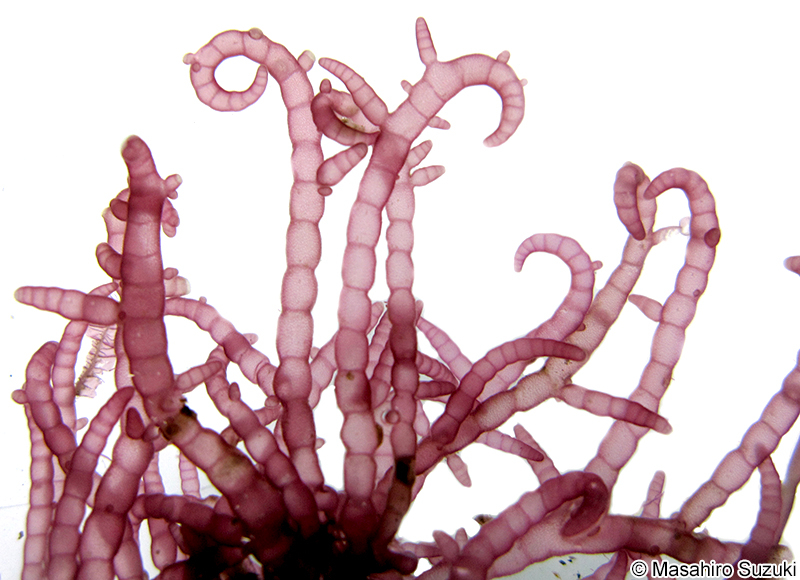 ワツナギソウ Champia recta