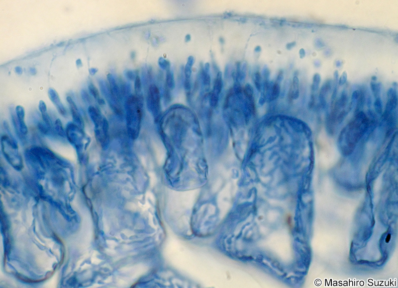 精子嚢を付けた枝の横断面