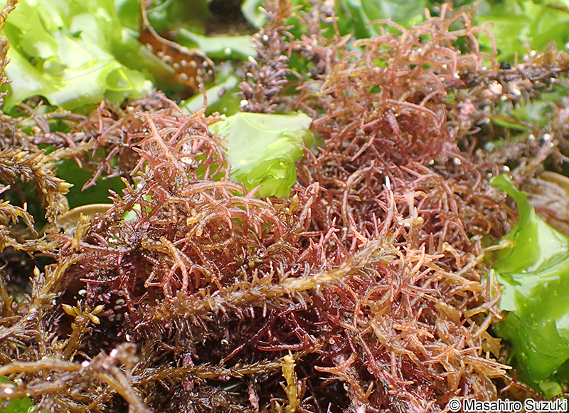 ワツナギソウ Champia recta