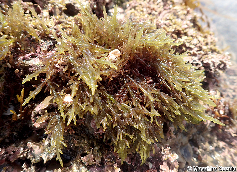 ワツナギソウ Champia recta