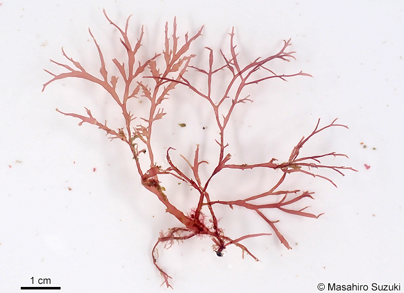 シンカイユナ Chondria mageshimensis