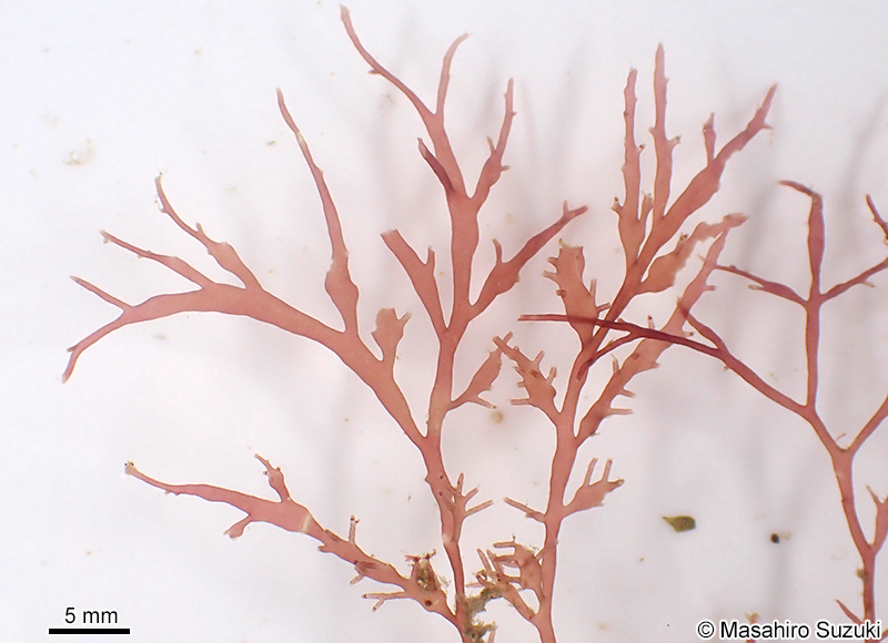 シンカイユナ Chondria mageshimensis