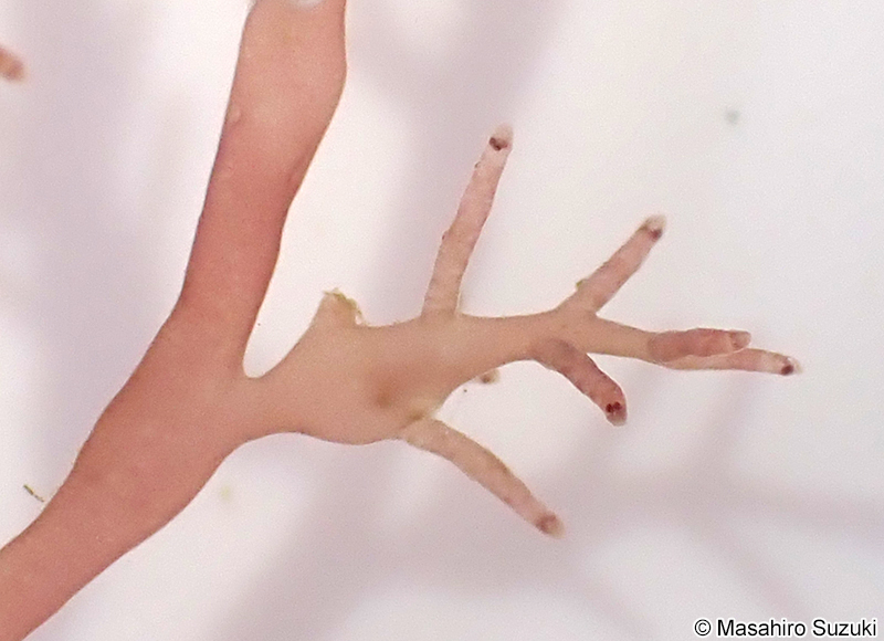 四分胞子嚢を付けた枝