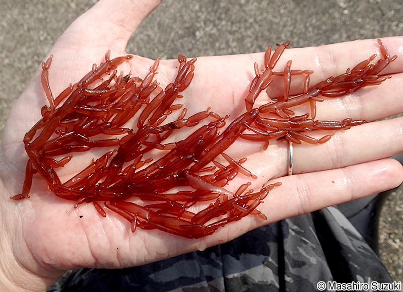 フクロツナギ Coelarthrum opuntia