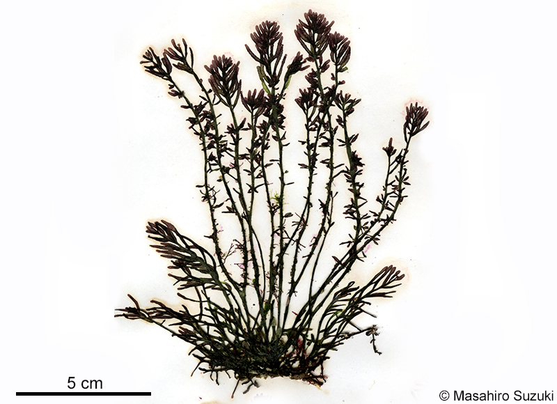 イソマツ Gastroclonium pacificum