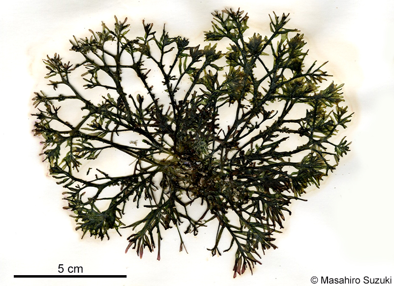 イソマツ Gastroclonium pacificum