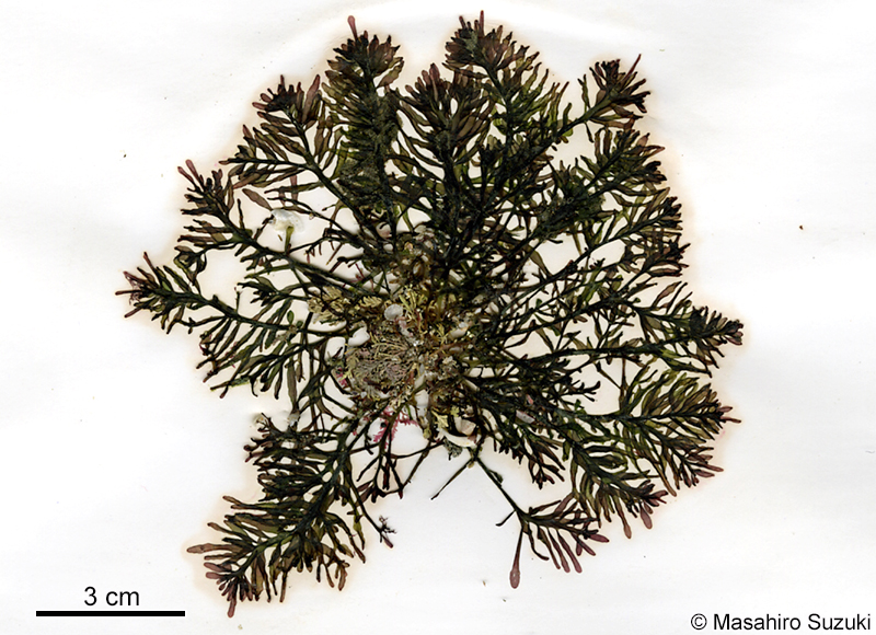 イソマツ Gastroclonium pacificum