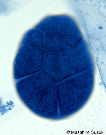 イソマツ Gastroclonium pacificum