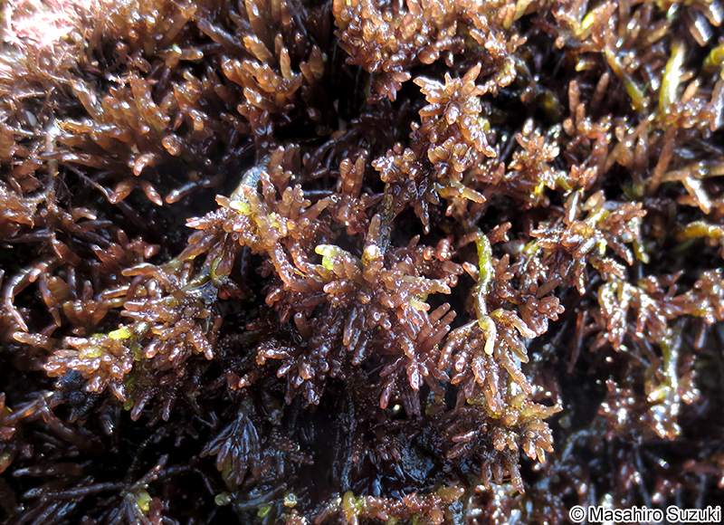 イソマツ Gastroclonium pacificum