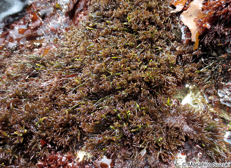 イソマツ Gastroclonium pacificum