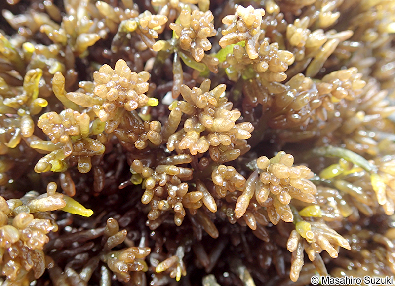 イソマツ Gastroclonium pacificum