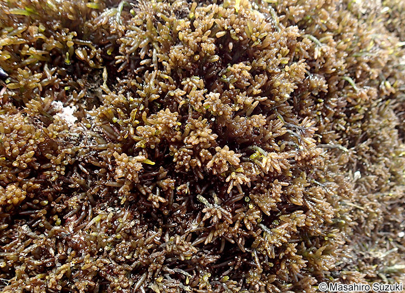 イソマツ Gastroclonium pacificum