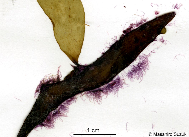 イソリボン Erythrotrichia incrassata