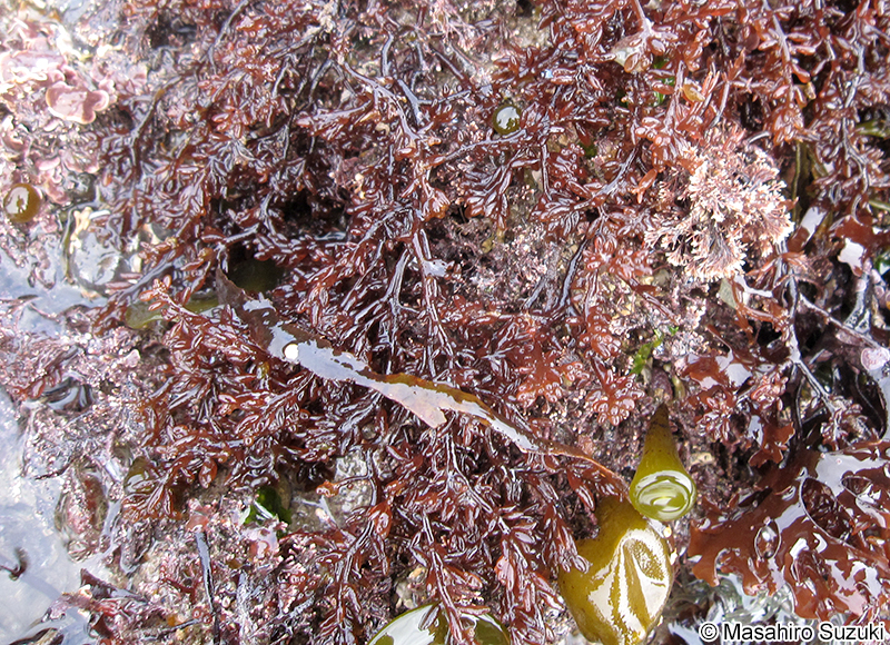 Gastroclonium ovatum