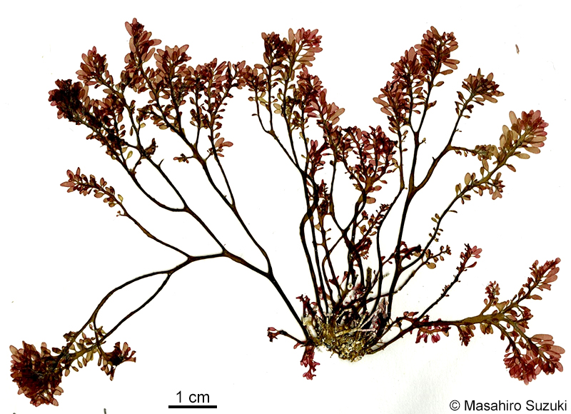 Gastroclonium ovatum