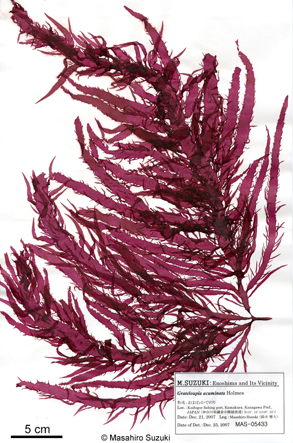 オオムカデノリ Grateloupia acuminata