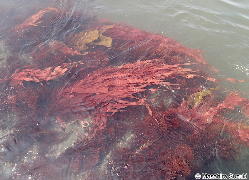 オオムカデノリ Grateloupia acuminata
