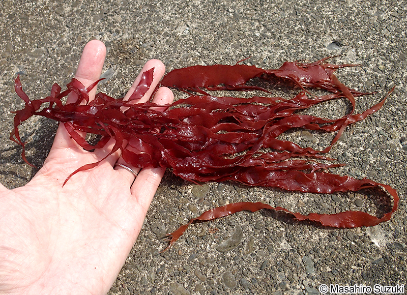 オオムカデノリ Grateloupia acuminata