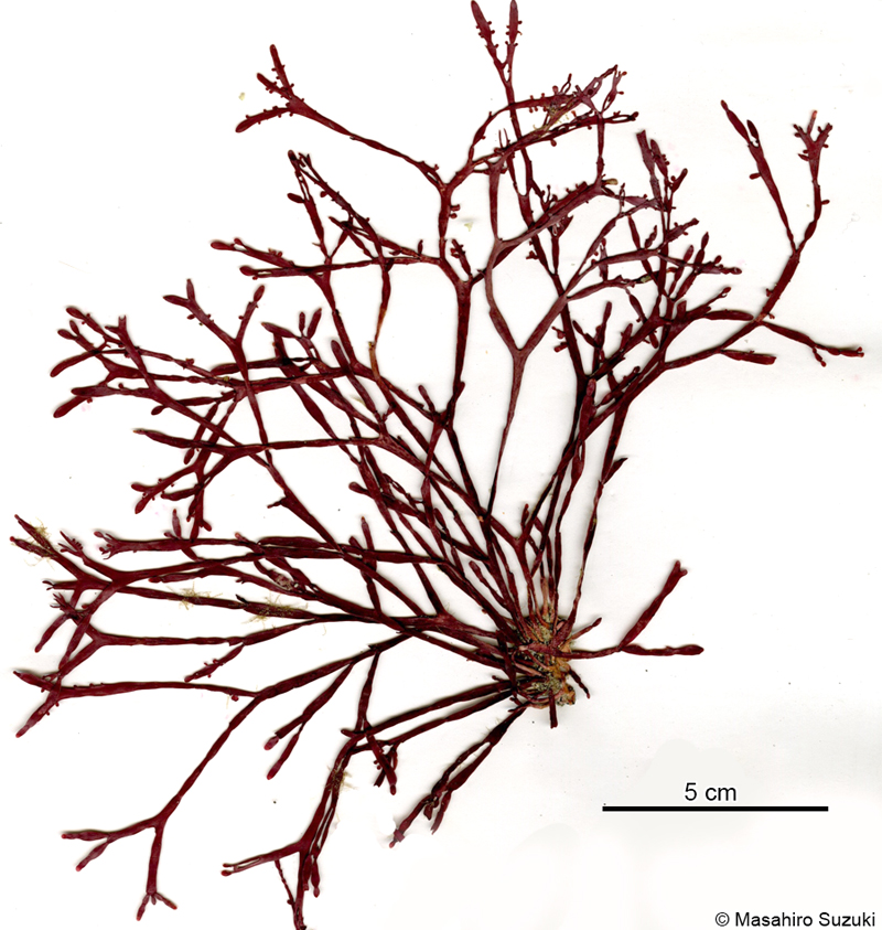 キントキ Grateloupia angusta