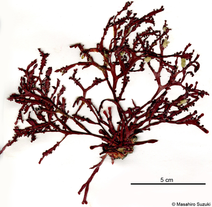 キントキ Grateloupia angusta