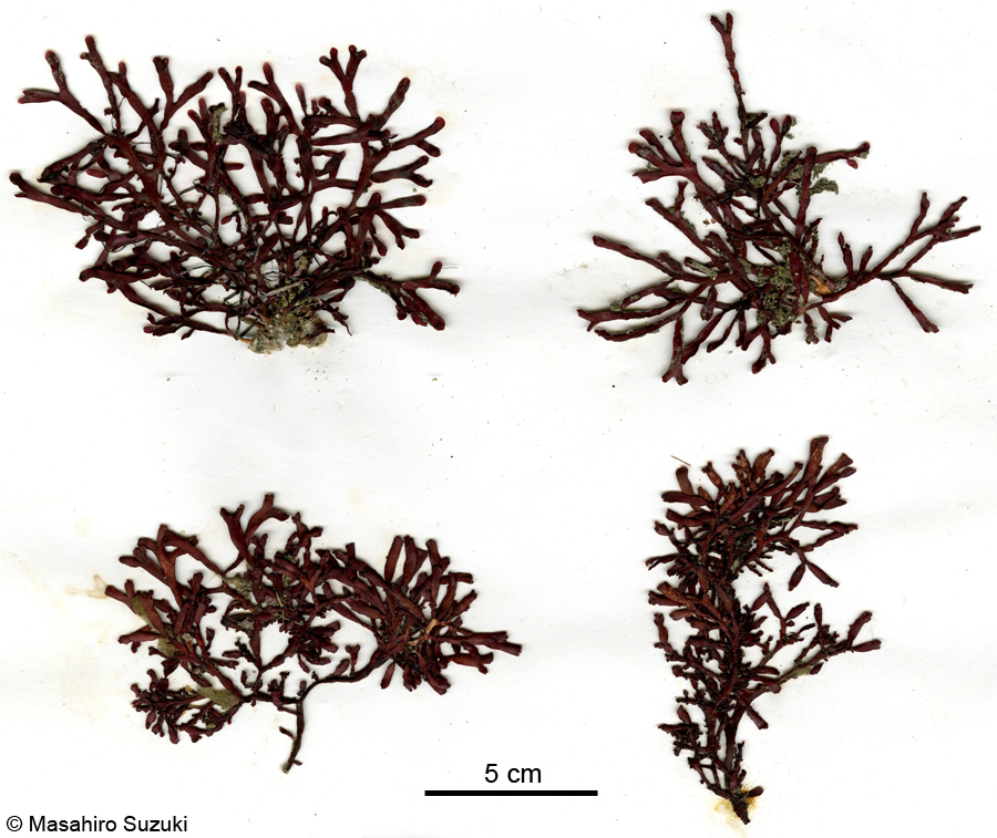 キントキ Grateloupia angusta