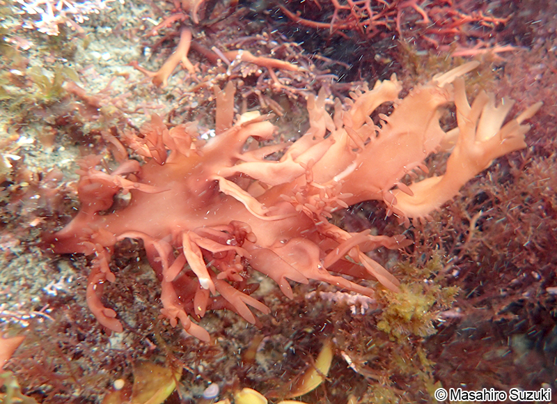 ニクムカデ Grateloupia carnosa