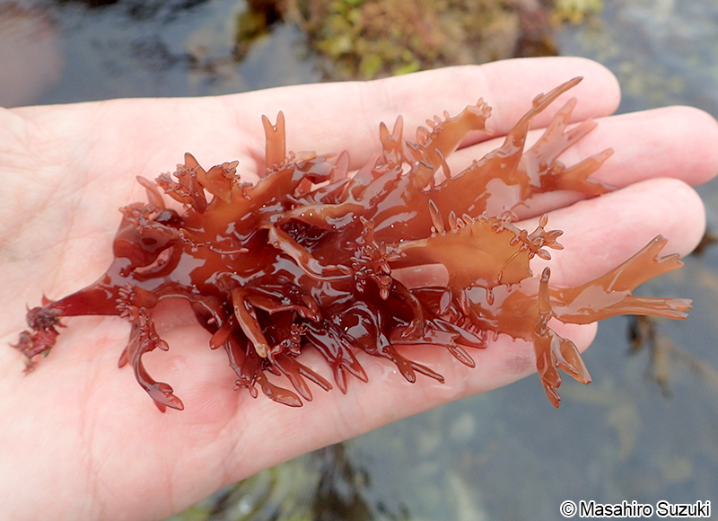 ニクムカデ Grateloupia carnosa